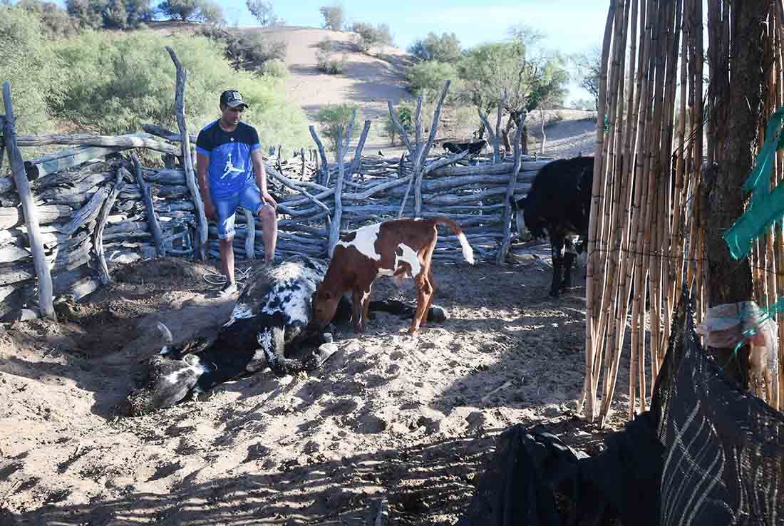 Por la sequía en campos del departamento de Lavalle,  los animales mueren de sed y tambien de hambre al no haber pasto por la escases de lluvia en la zona.
Gustavo Gonzalez de un puesto del paraje El cavadito en el corral con una de sus vacas muerta. Foto: José Gutierrez