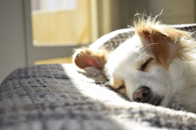 Cómo actuar ante convulsiones en perros.