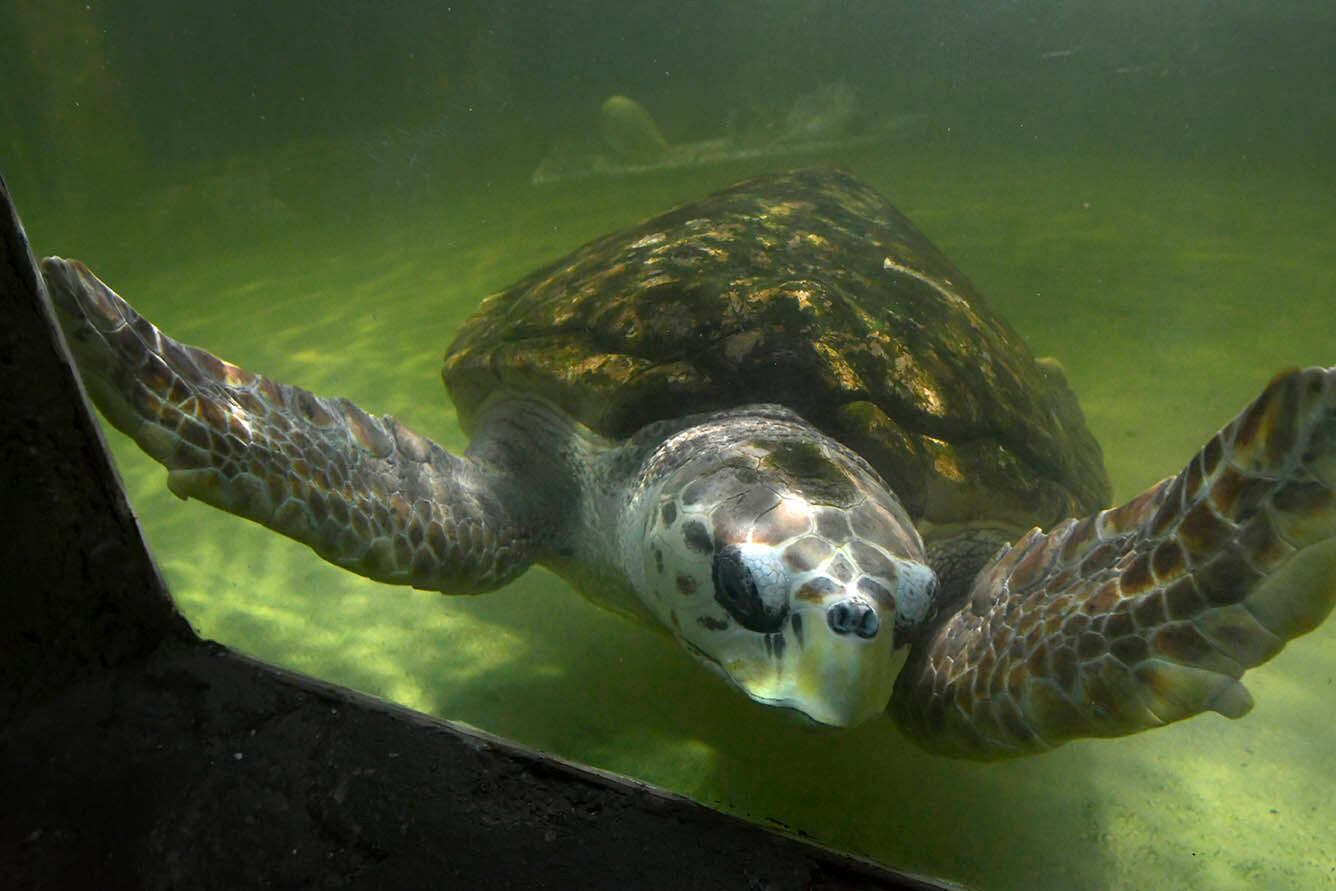 El tortugo Jorge en su estanque del acuario municipal - Foto Orlando Pelichotti / Los Andes