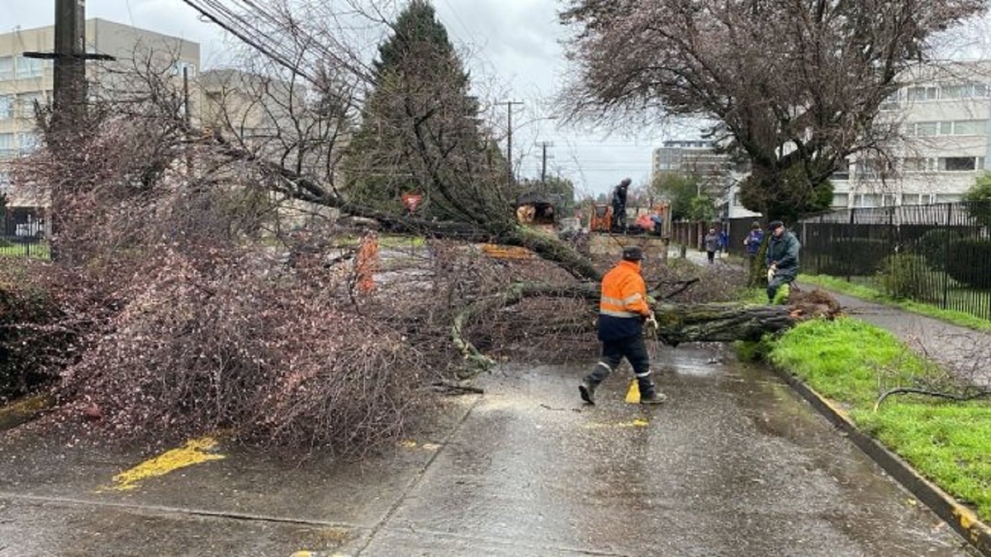 Temporal en Chile: árboles caídos y daños en viviendas. Reportaron dos muertos. (Foto gentileza / Cooperativa)