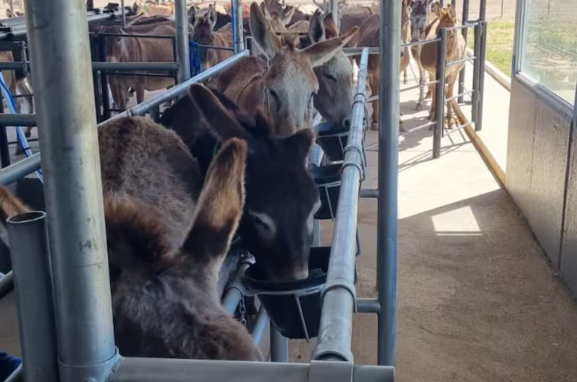 El proyecto Equslac busca escalar la producción a 5000 burras para abastecer tanto el mercado local como internacional. Foto: La Nación