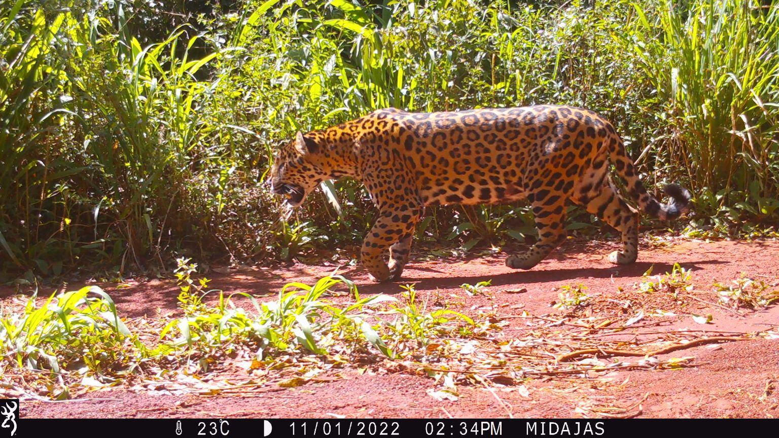 Creció la población de un felino en peligro en el país: el único que vivió en Mendoza y la multimillonaria multa por su caza. Foto: Gentileza Fundación Vida Silvestre Argentina