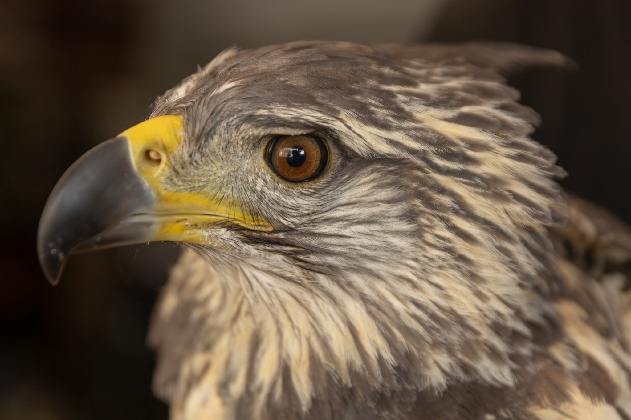 Fotos y video: así fue la emotiva liberación del águila rescatada al borde de la muerte hace un año. Foto: Gentileza Dirección de Recursos Naturales Renovables de Mendoza.