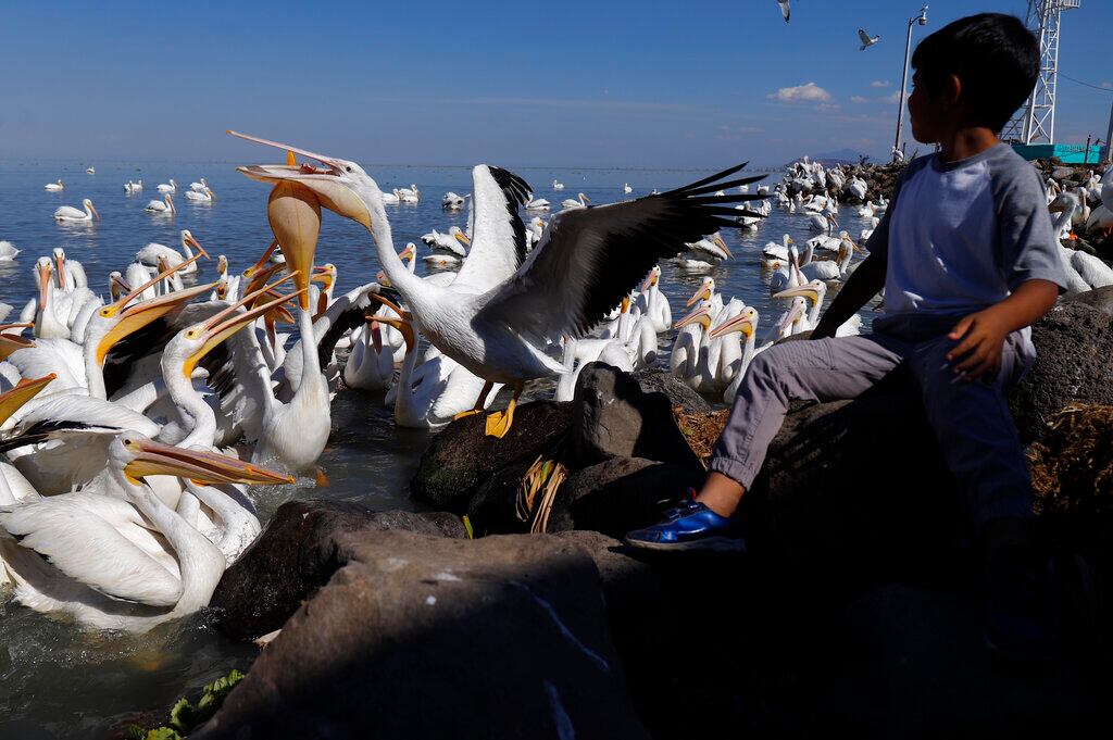 Un turista alimenta a los pelícanos en Petatán, México, el 5 de febrero de 2022. Los pelícanos blancos migran a México cada año huyendo del frío del norte, volando desde Canadá y Estados Unidos al clima cálido de la isla de Petatán, en el Lago Chapala, en el estado de Michoacán. (AP Foto/Armando Solís)