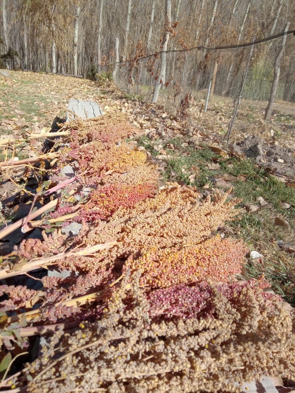 Uno de los desafíos de esta producción es contar con maquinaria específica para la cosecha y la trilla