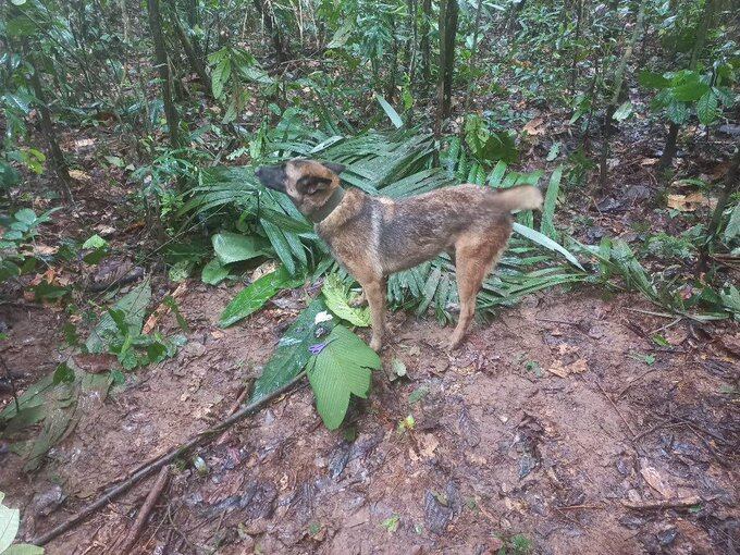 Uno de los perros involucrados en "Operación Esperanza". Foto: Twitter / @WRadioColombia