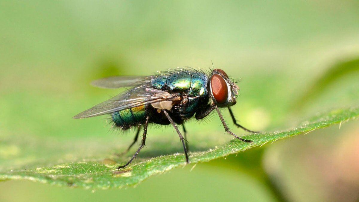 Las lluvias despiertan las alertas por las enfermedades de hongos, mientras que los especialistas recomiendan hacer una cosecha limpia para limitar el crecimiento de plagas.