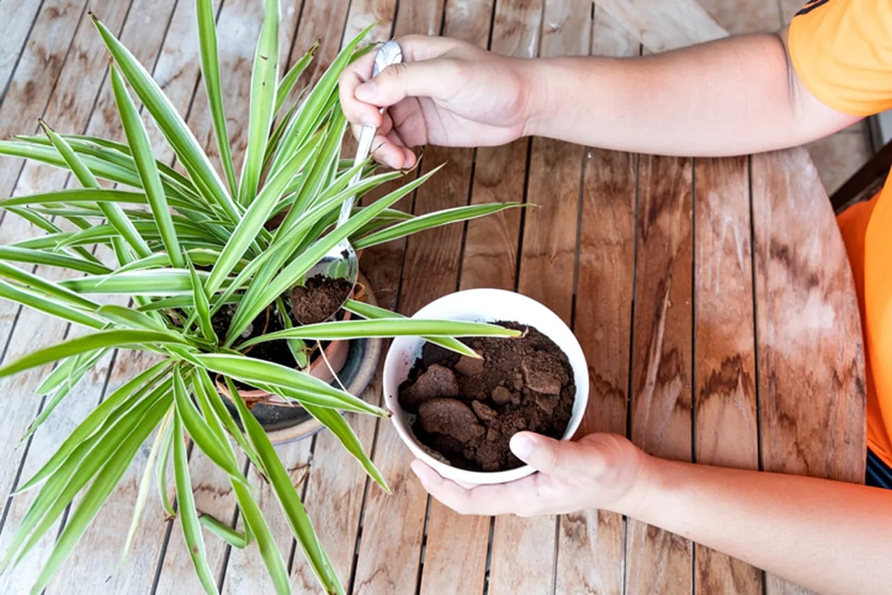 Cómo usar los restos del café como abono para las plantas del jardín (Getty)