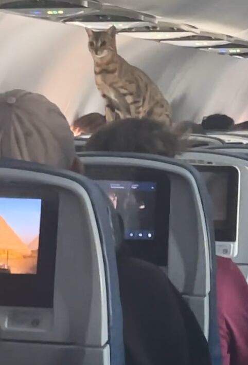 “El gato volador”: un minino escapó de su jaula en pleno vuelo y caminó sobre todos los pasajeros. Foto: TikTok