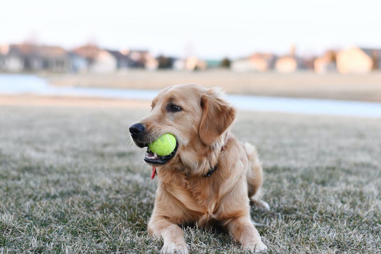 Perro con una pelota