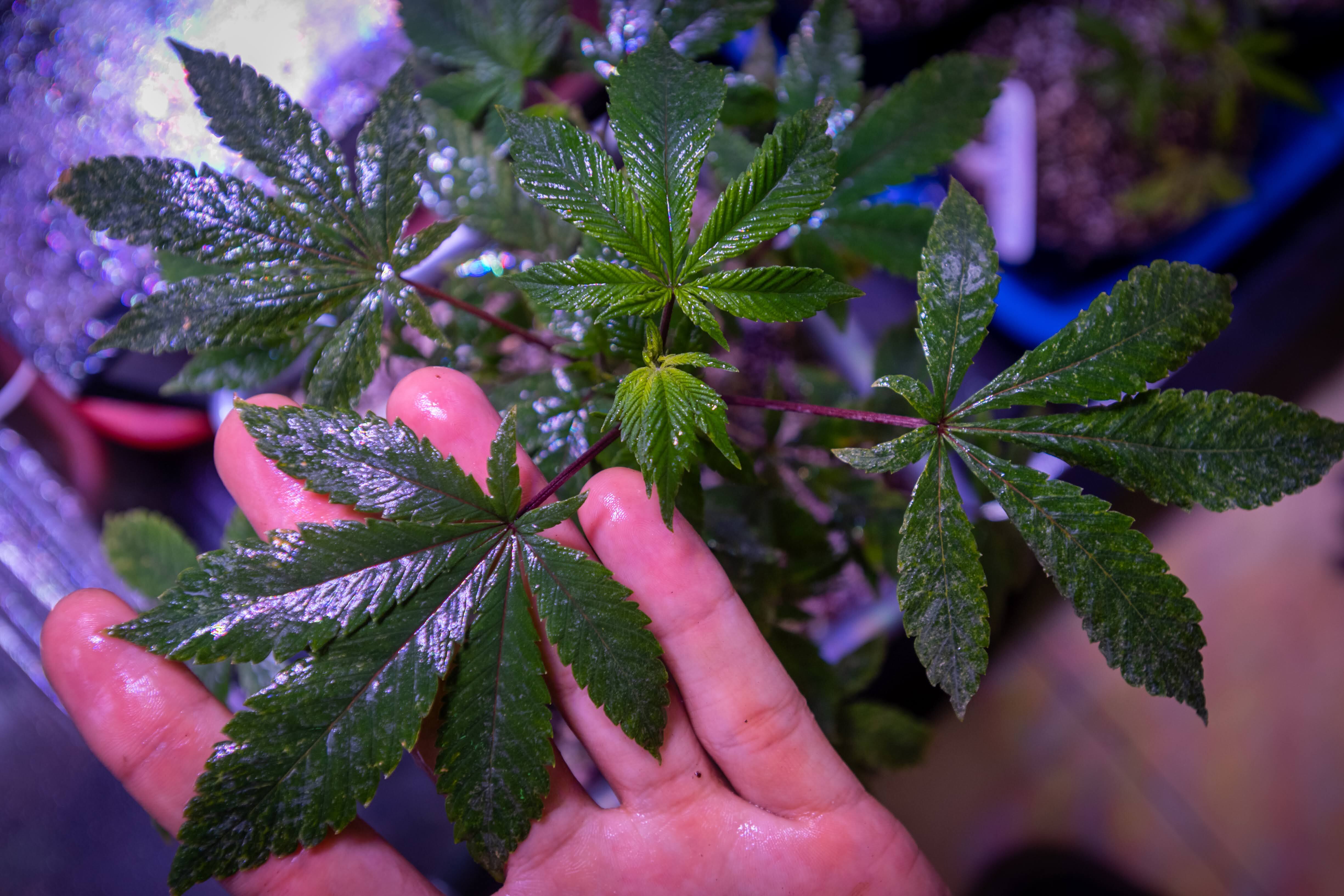 Fernández acompañó el debate de legalización de marihuana - Foto: 
