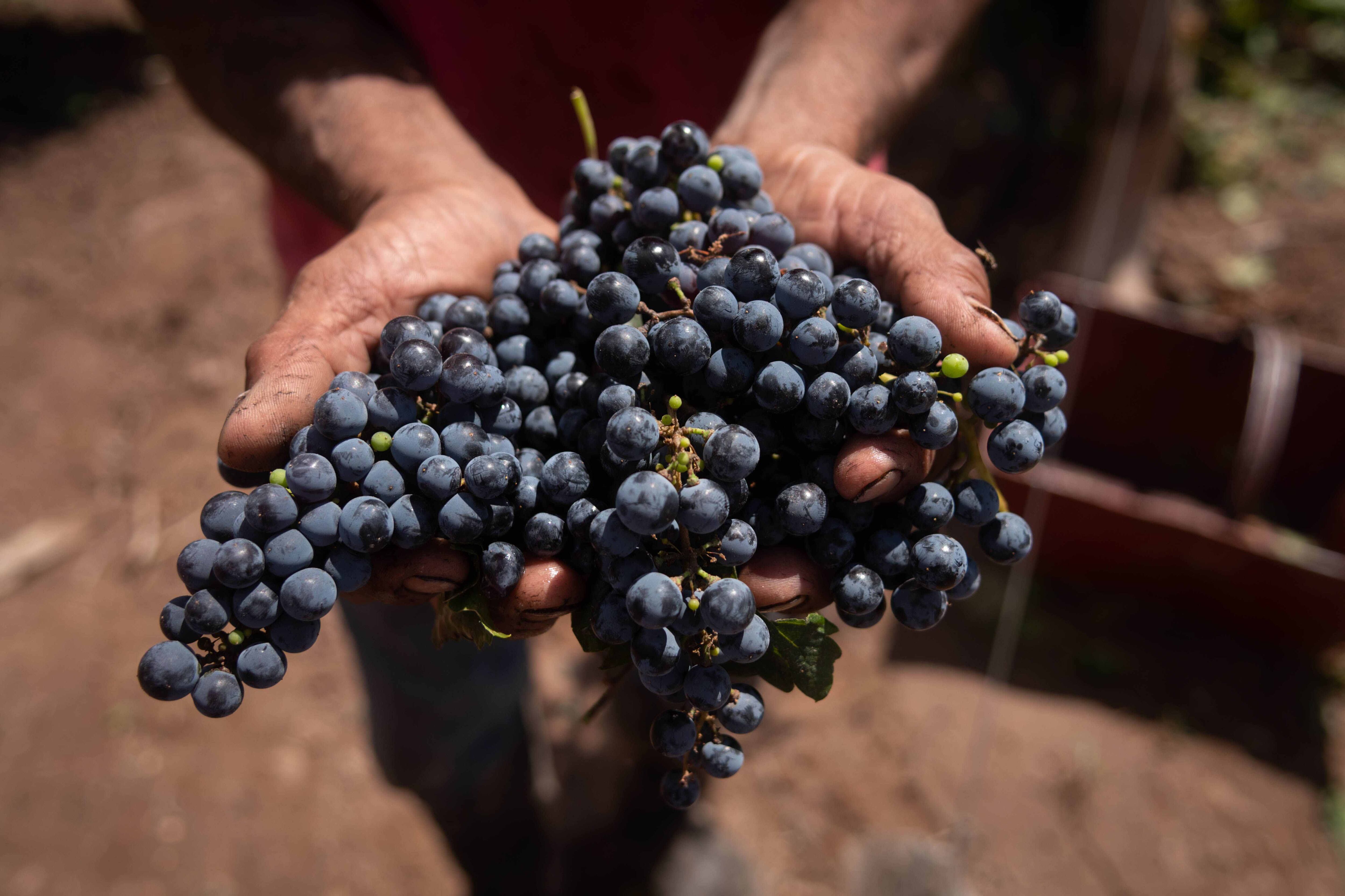 “La calidad de nuestros vinos resultó muy buena, con graduaciones alcohólicas por debajo del promedio en Cabernet Sauvignon y Tannat. Los Malbec y las blancas lograron expresiones refrescantes para resaltar” Fancisco Puga (enólogo de el porvenir de cafayate, salta)