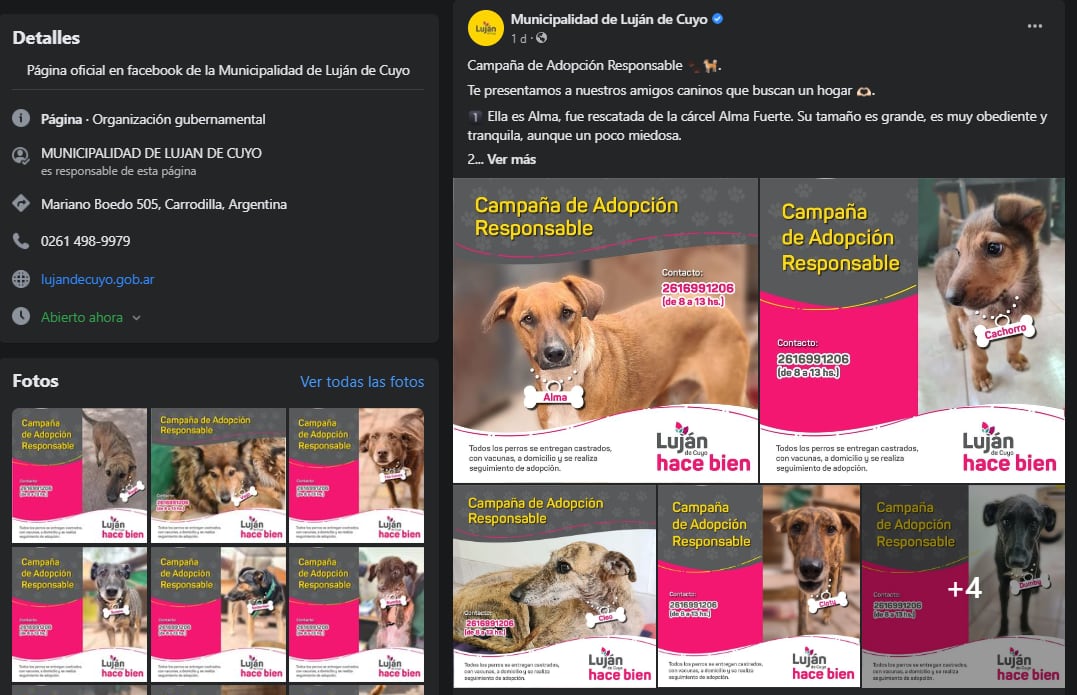 La original campaña en redes con que Luján busca dar en adopción a 9 perritos rescatados de situaciones traumáticas. Foto: Facebook Municipalidad Luján de Cuyo