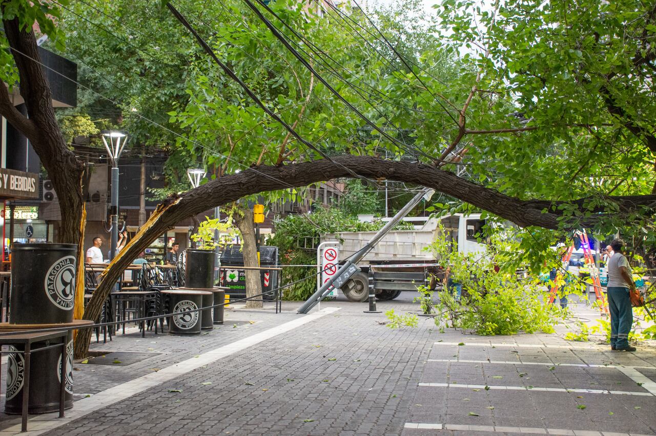 Se quebró un árbol en la Peatonal y una de las mitades quedó suspendida en los cables de luz, eñ peso del tronco arrastró al poste de luz que está llegando a la esquina.

Foto: Mariana Villa / Los Andes