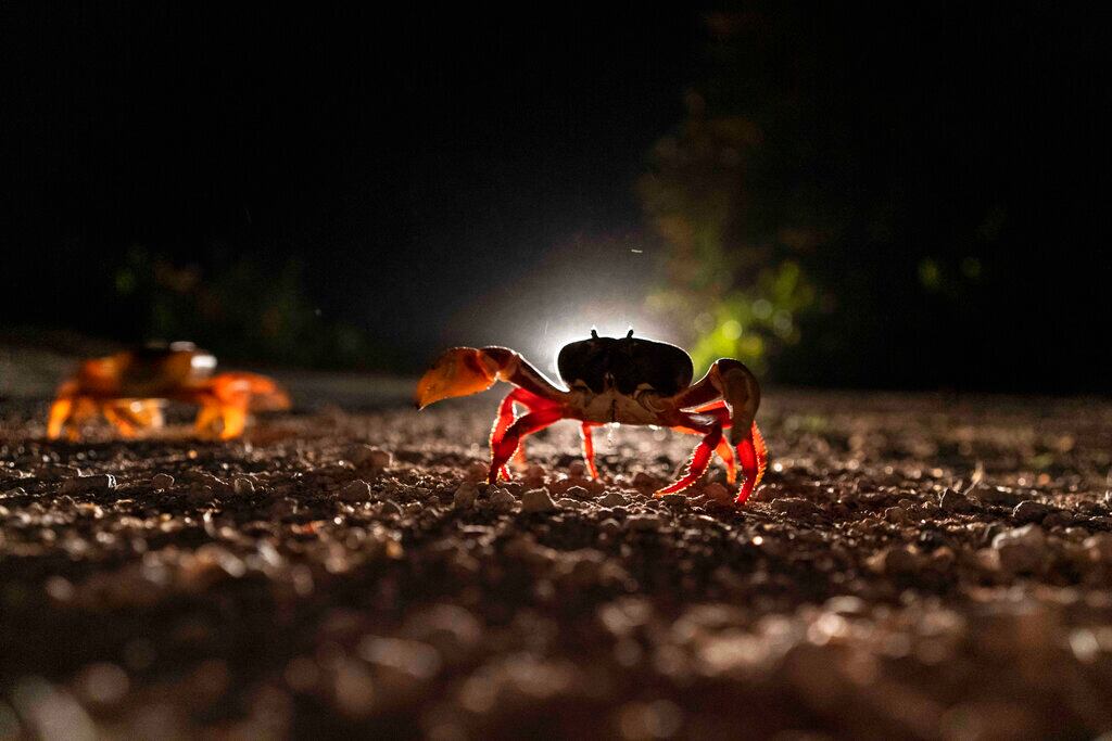 Los cangrejos cruzan una carretera en Girón, Cuba, el domingo 10 de abril de 2022. Millones de cangrejos emergen al comienzo de las lluvias de primavera y comienzan un viaje a las aguas de Bahía de Cochinos para desovar en una migración anual. (Foto AP/Ramón Espinosa)