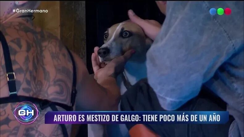 El perrito de la casa será sacado del certamen por sus comportamientos.