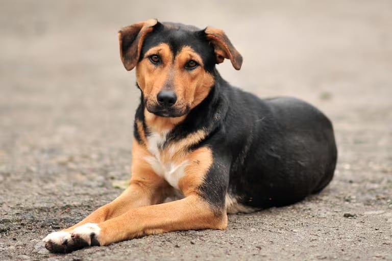 Estas son las razas de perros que son más abandonadas.