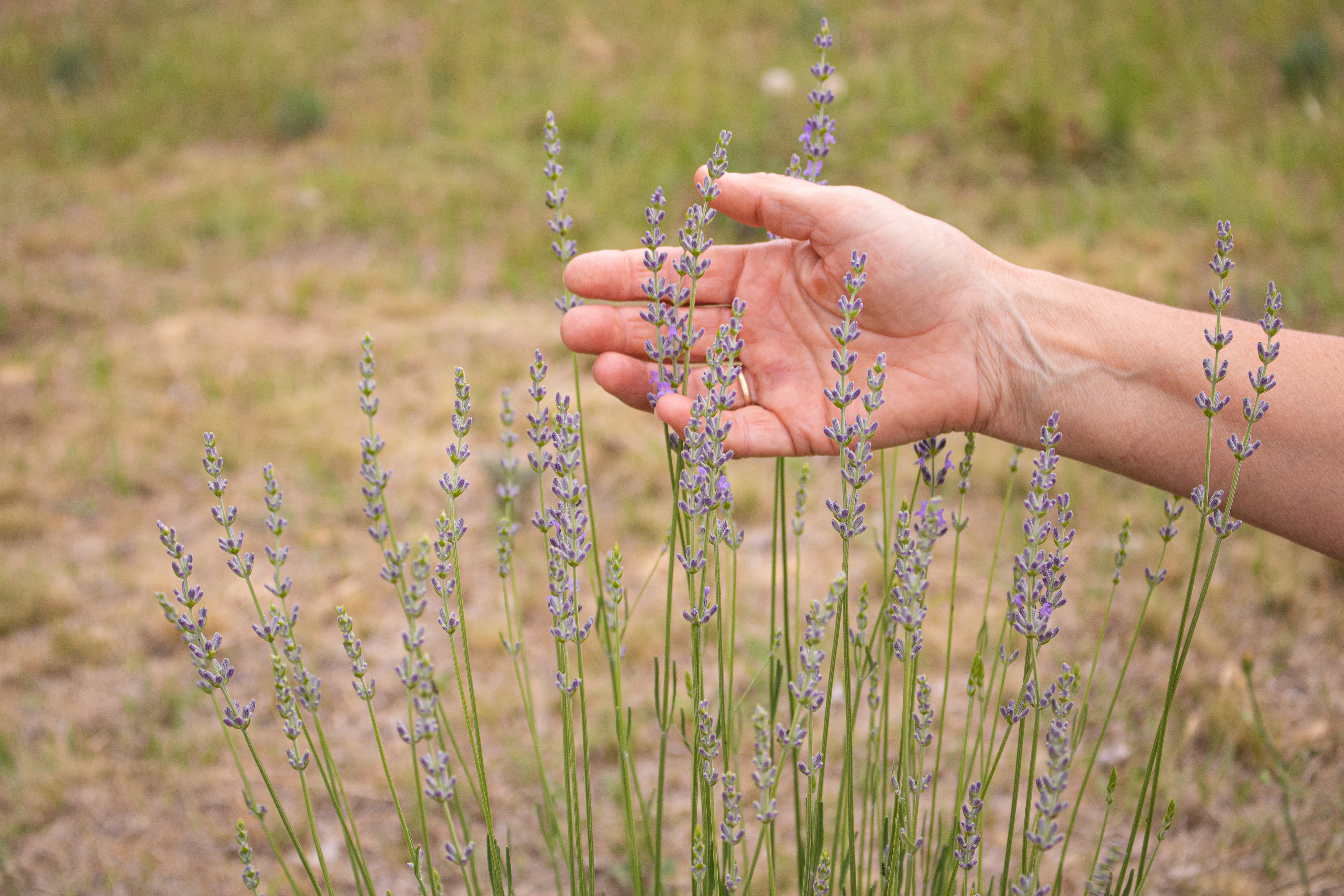 Lavanda (Gentileza: Carola Cinto)