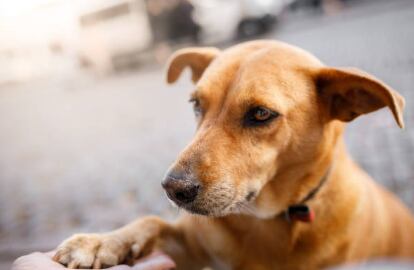 Si el perro se encuentra en un lugar sin sombra y sin agua puede sufrir daños irreparables