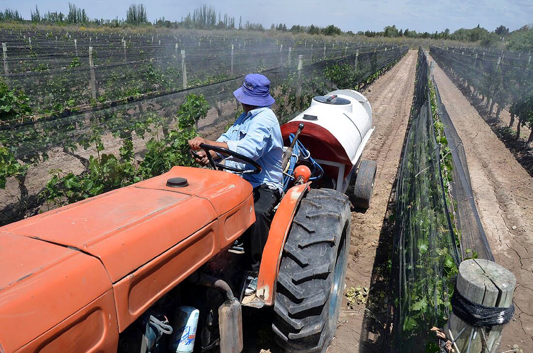 Los productores trabajan activamente para erradicar las hormigas durante todo el año, principalmente utilizando plaguicidas y diferentes insumos químicos que se encuentran registrados y aprobados por el Servicio Nacional de Sanidad y Calidad Agroalimentaria.
