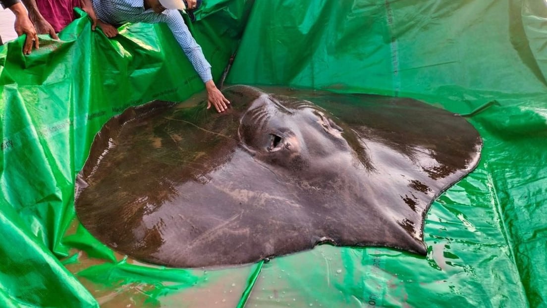 La raya, sacada de las turbias aguas del río Mekong en Camboya, medía 3,96 metros de largo antes de ser devuelta al río. Y con casi 300 kilos, pesaba 6,8 kilos más que un bagre gigante del Mekong capturado en Tailandia en 2005.