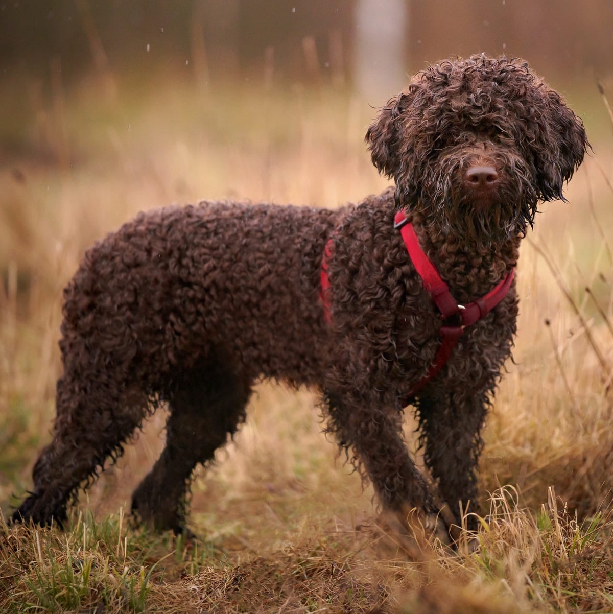 Lagotto Romagnolo