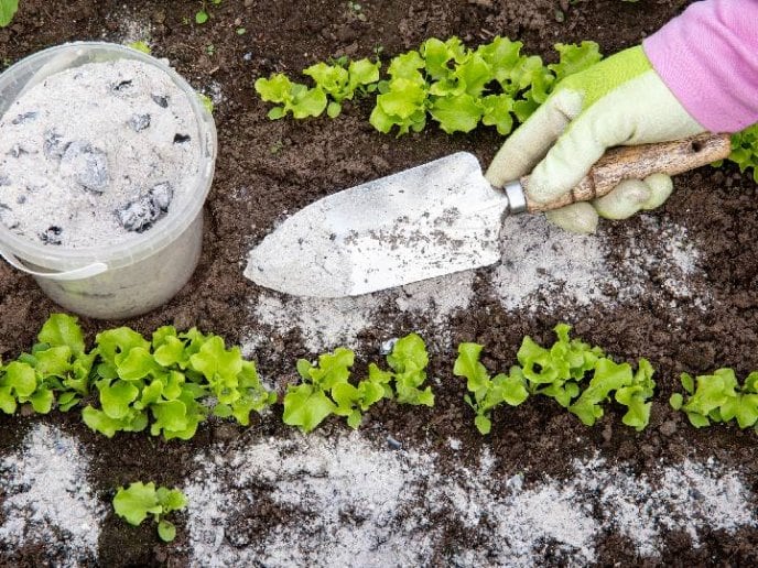 Esto ocurre si le ponés levadura de cerveza a las plantas del jardín.