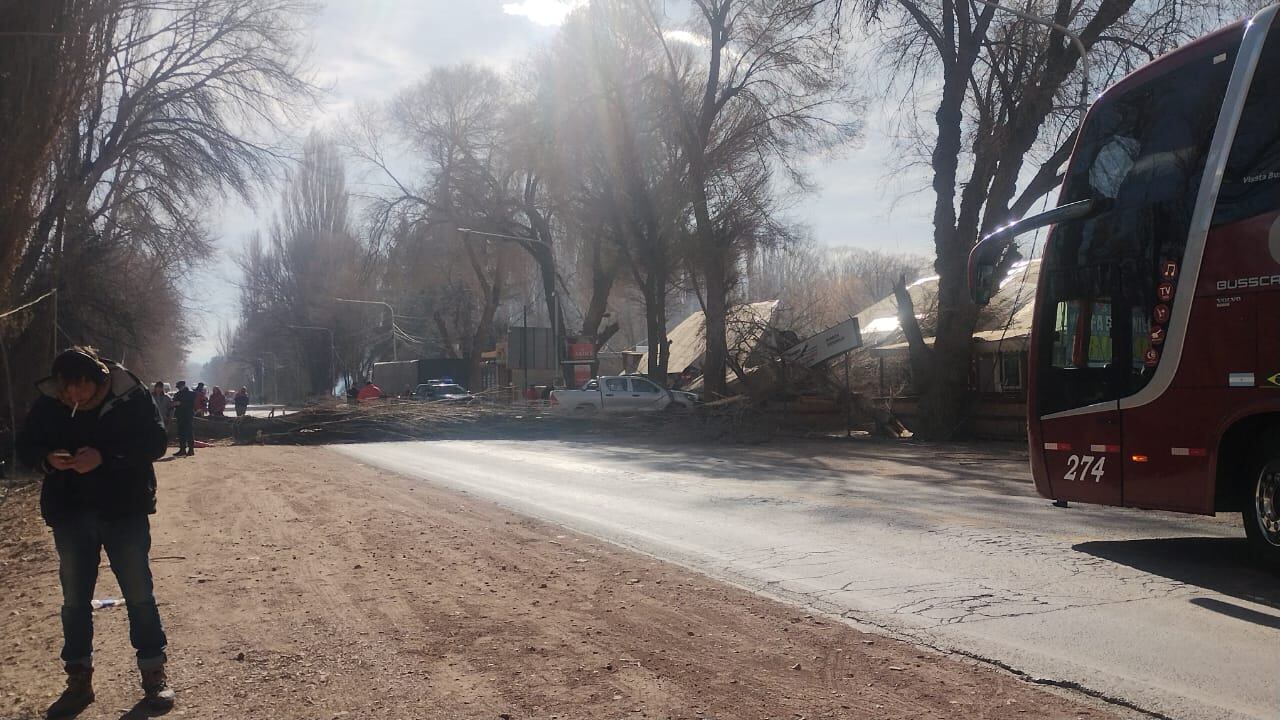 El árbol provocó el corte total de la Ruta 7.