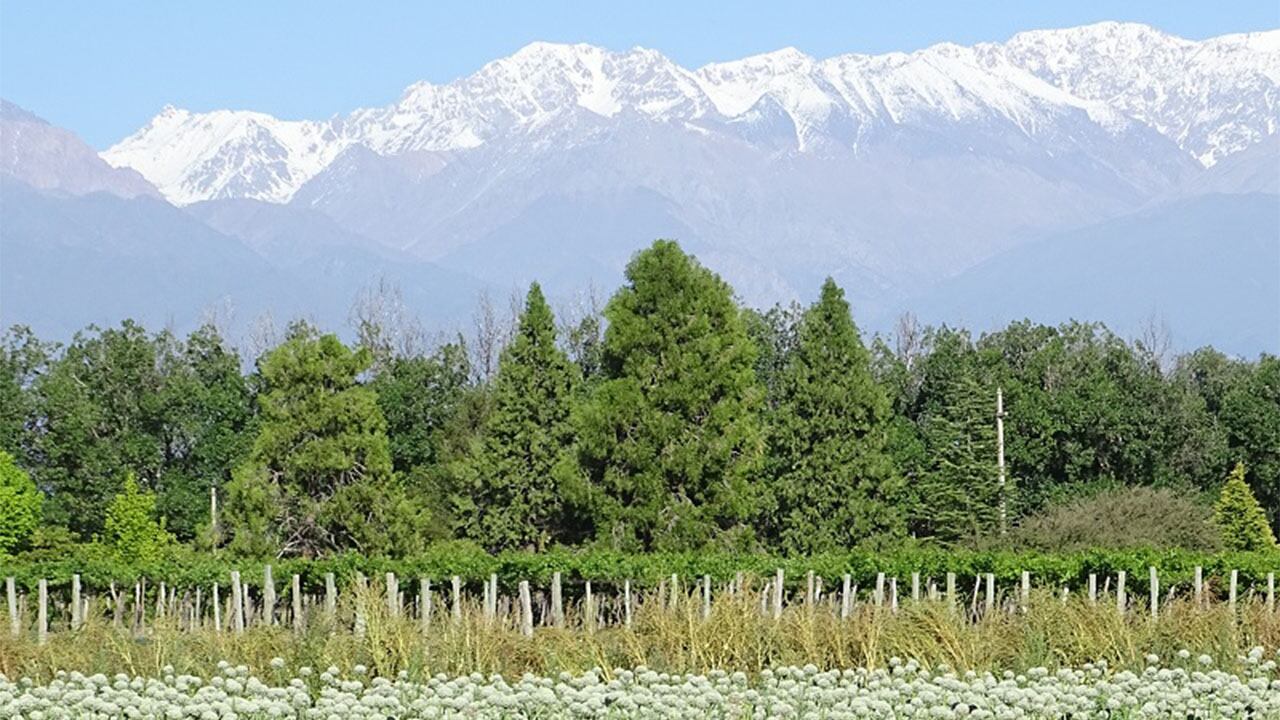 La agricultura regenerativa se extiende en Cuyo