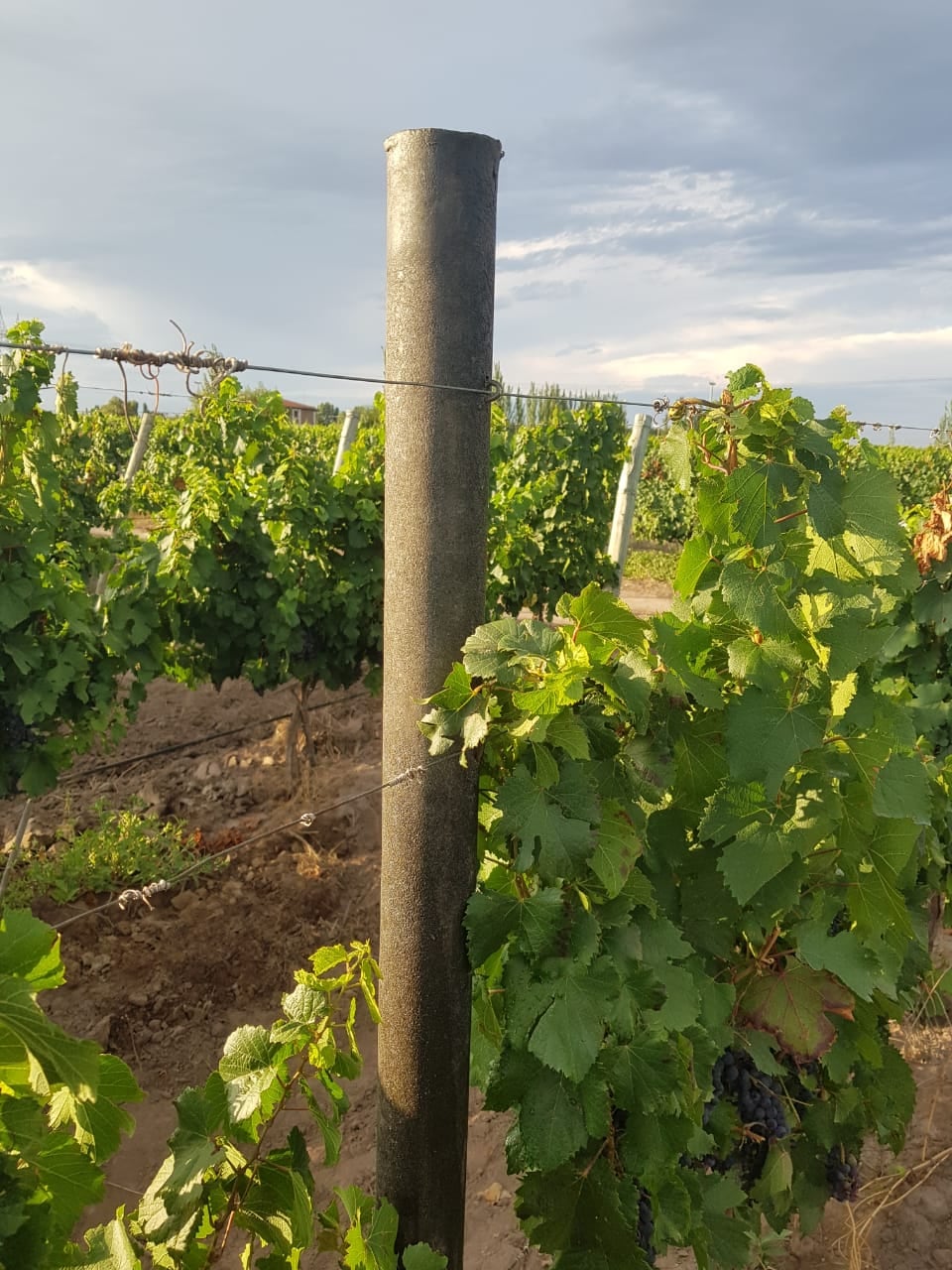 A partir del reciclado de envases plásticos también se elaboran postes para viñas.