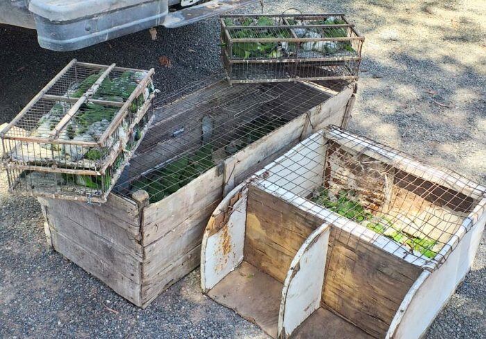 Las catas se encontraban en el interior de la camioneta encerradas en una gran cantidad de cajas, de diferentes tamaños y de fabricación casera. Foto: Gentileza