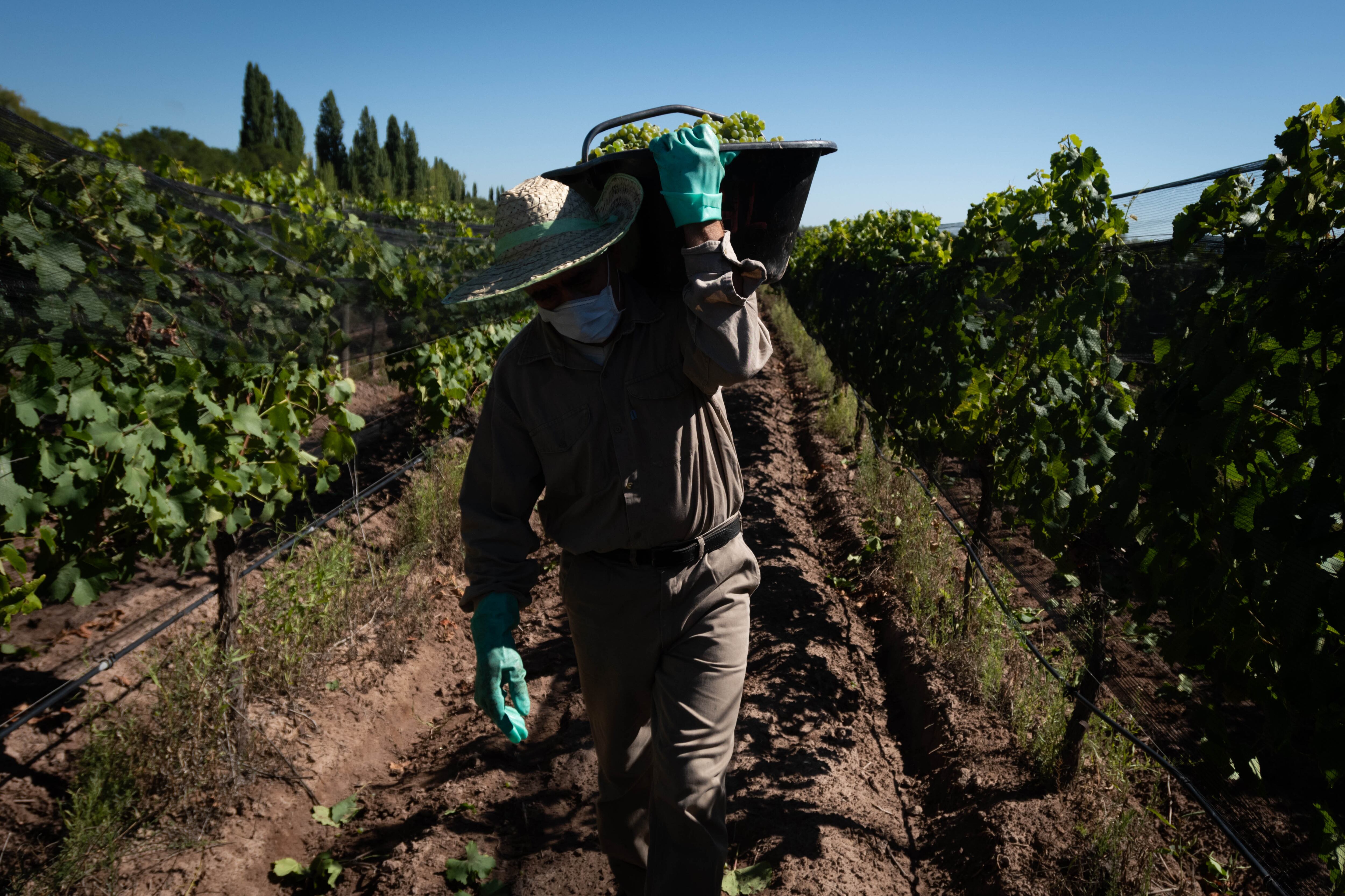 Ya ingresó el 40% de la uva estimada para este año.

