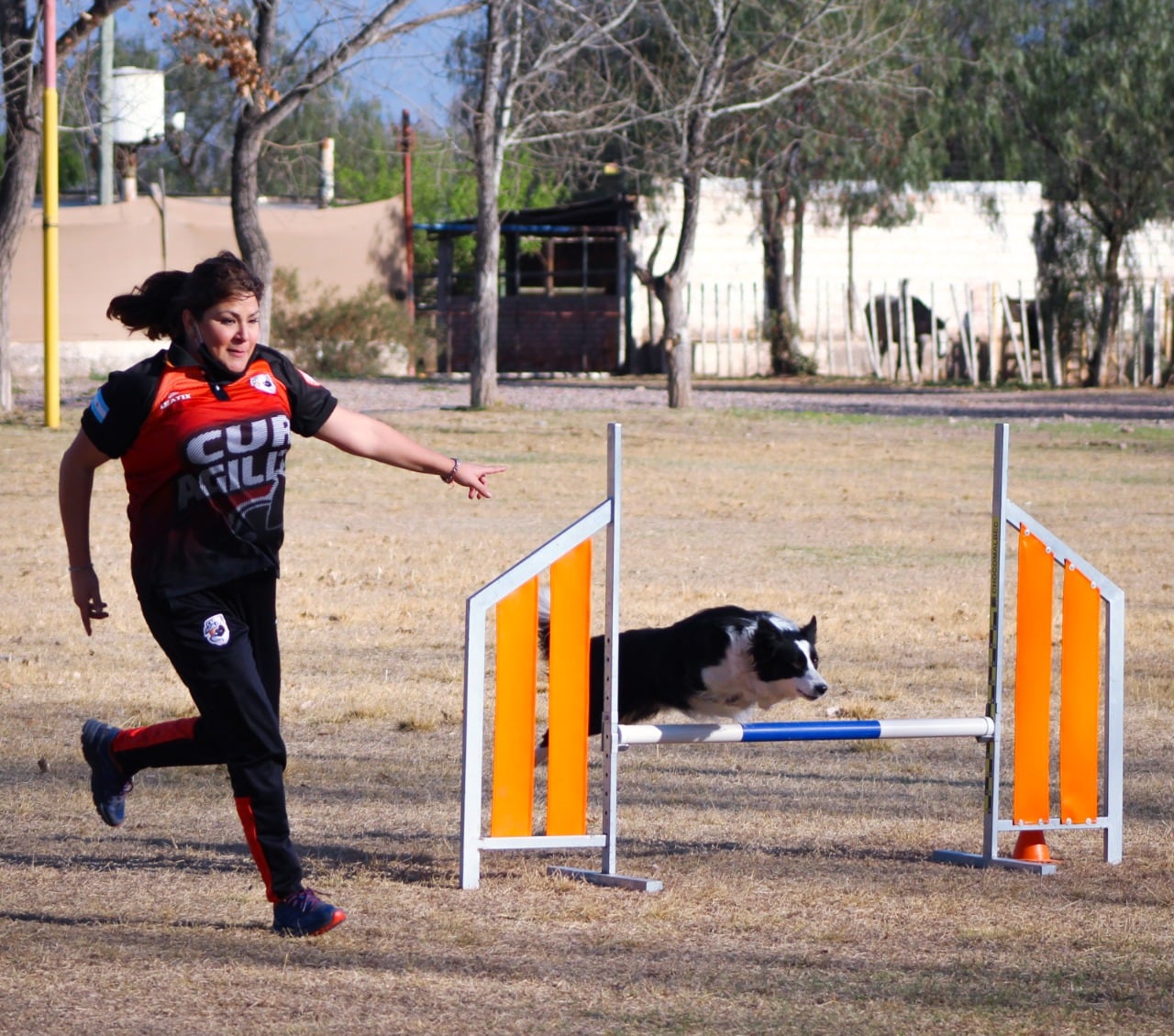 Claves y trucos del Agility, la disciplina de destrezas que es ideal para entrenar a los perros. Foto: Gentileza