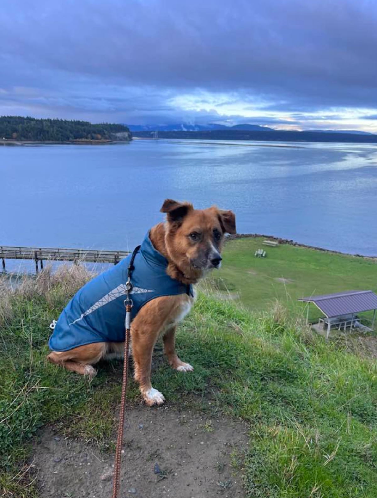 Un border collie de dos años, desapareció luego de ser expulsado del auto en un choque en Idaho, EE.UU. (Foto: Facebook  Linda Oswald)