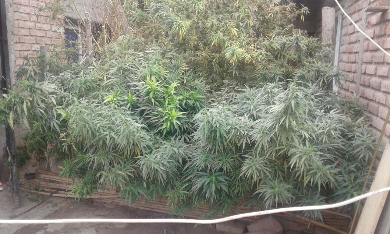 Plantas de marihuana halladas en procedimientos. /Gentileza Ministerio de Seguridad 