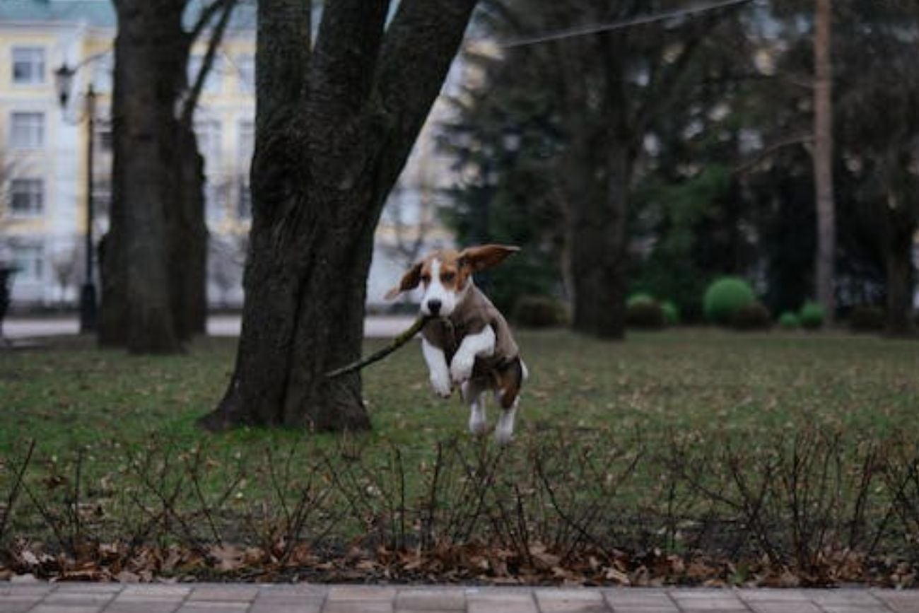 Perro saltando