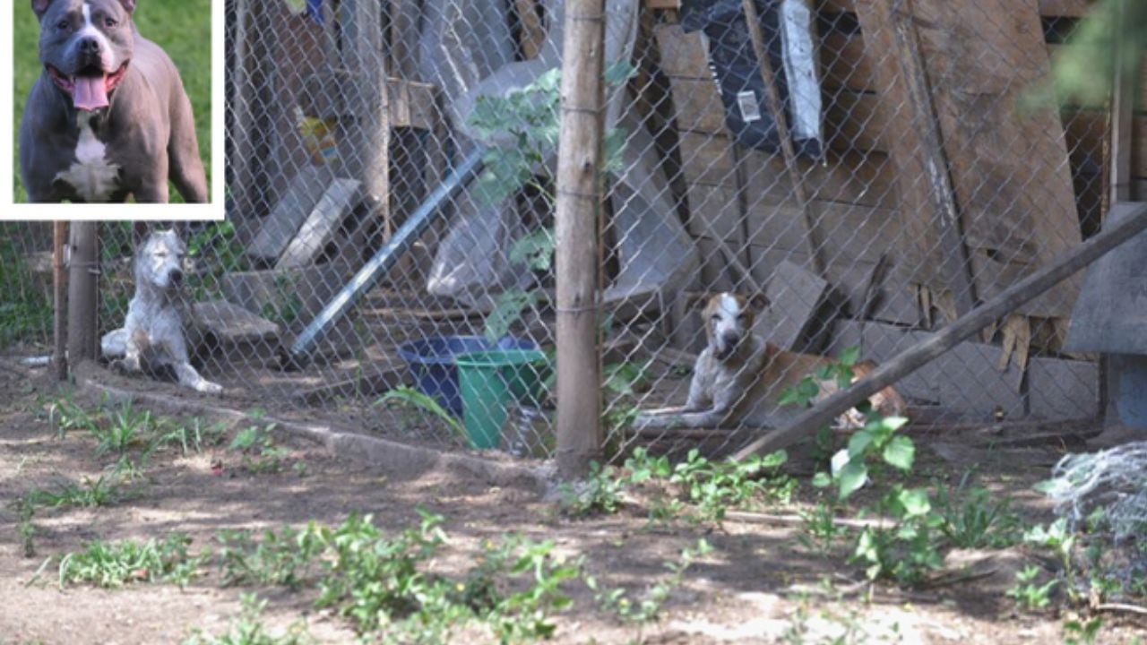 Horror en Córdoba: un pitbull atacó a su dueña y tuvieron que amputarle un brazo.