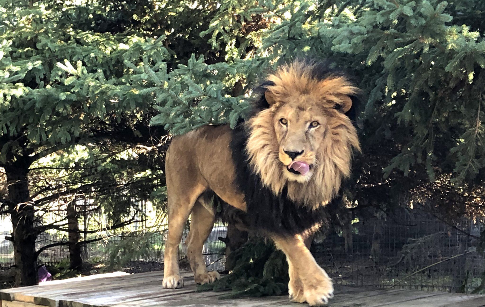 Con otra actitud, una mejor musculatura y con la melena más abundante y brillosa: así se lo ve a Chupino actualmente y a casi 3 años de haber sido trasladado a un santuario en Minnesota. Foto: Geraldine Vidal / ONG Enfoque Animal.