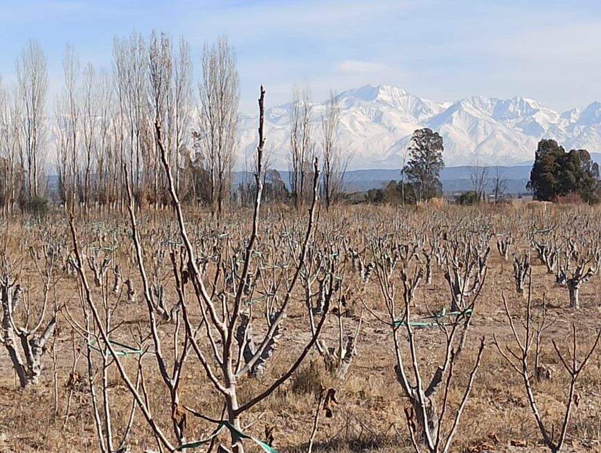 La finca llevaba siete años abandonada, sin riego. En la propiedad de 100 hectáreas, su primer dueño, Don Augusto Blanc había plantado 25 hectáreas de higo adriático.