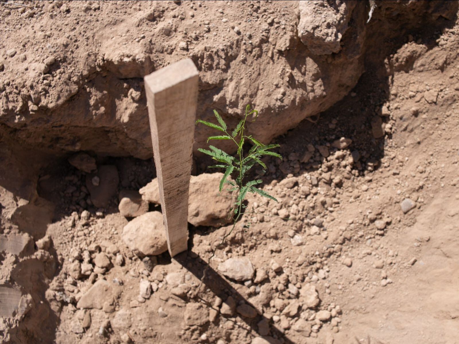 Así trabaja la Ciudad por la conservación de la biodiversidad urbana. Foto: Mendoza Ciudad.