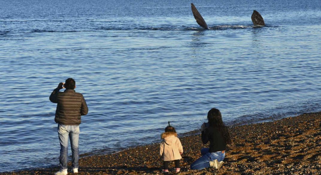 Ballena franca austral en la costa de Puerto Madryn (Archivo/Télam).