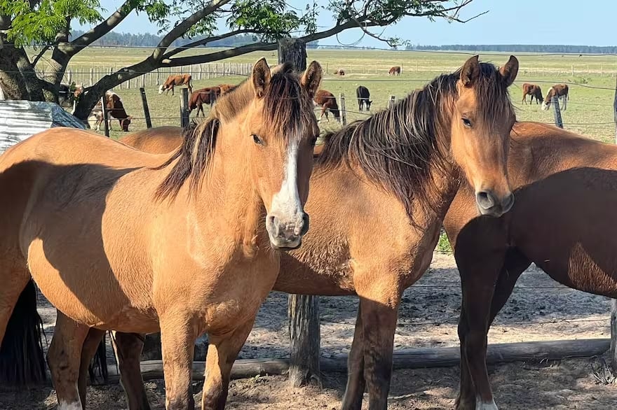 El primer caso de muerte por Encefalitis Equina del Oeste (EEO) fue confirmado en la provincia de Santa Fe. Gentileza: La Nación.