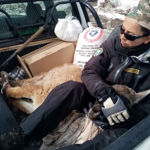 Un guanaco fue atacado por un grupo de perros en el Cordón del Plata, lo curaron y regresó a su hábitat. Foto: Gentileza Fundación Cullunche