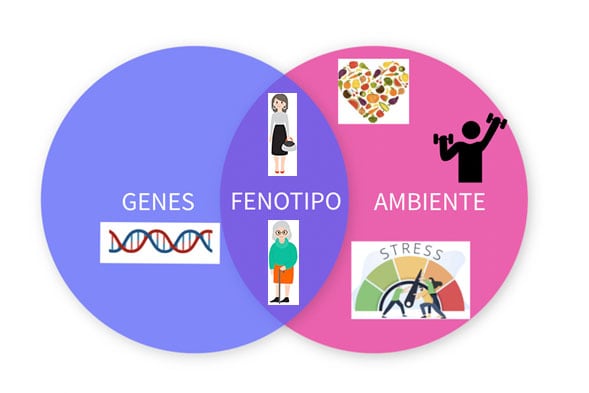 Cómo el ambiente influye en la expresión de nuestros generes para dar lugar al fenotipo de cada persona.