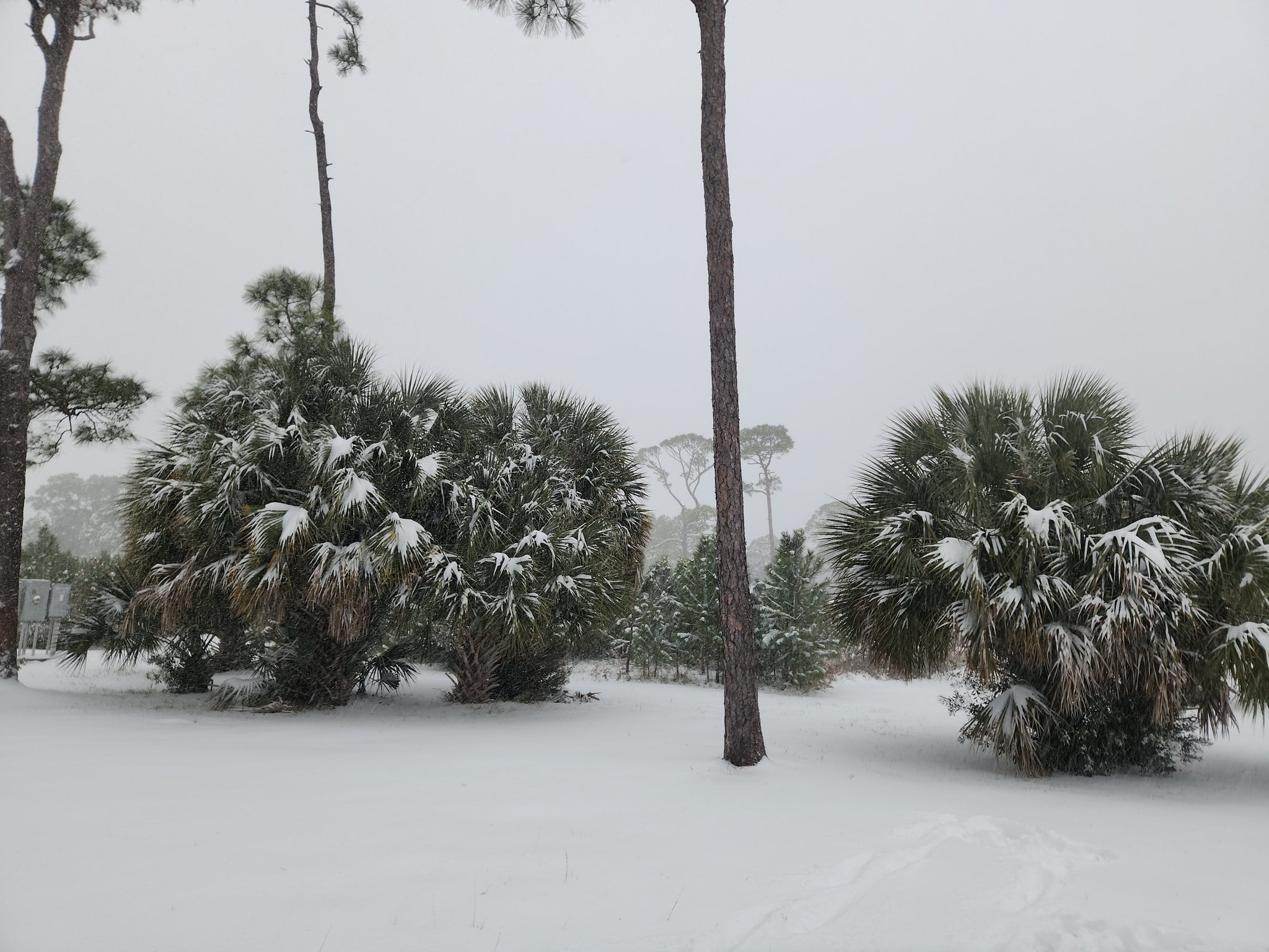 Postales que deja la nieve en el sur de Estados Unidos. Foto: Redes.