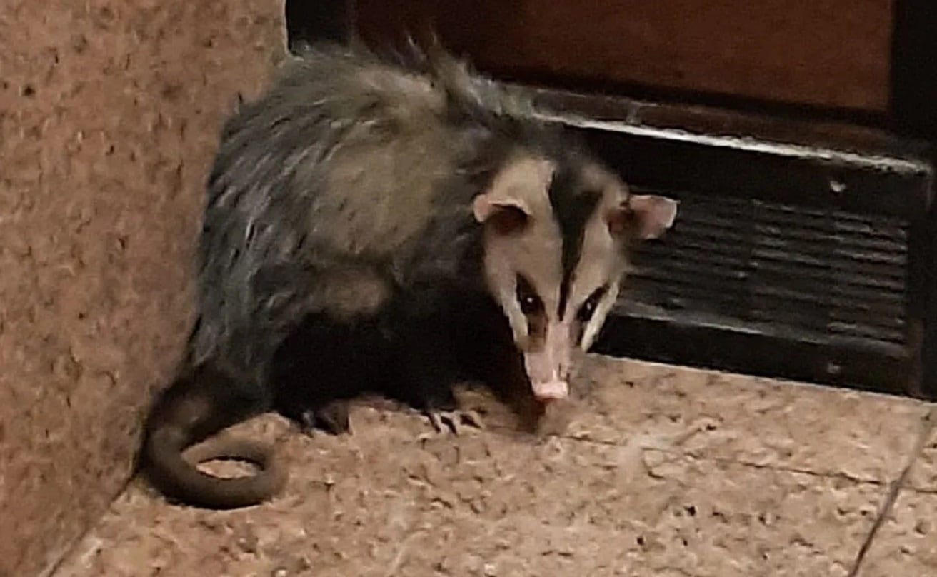 Una zarigüeya rescatada en el centro de Mendoza (Foto gentileza)