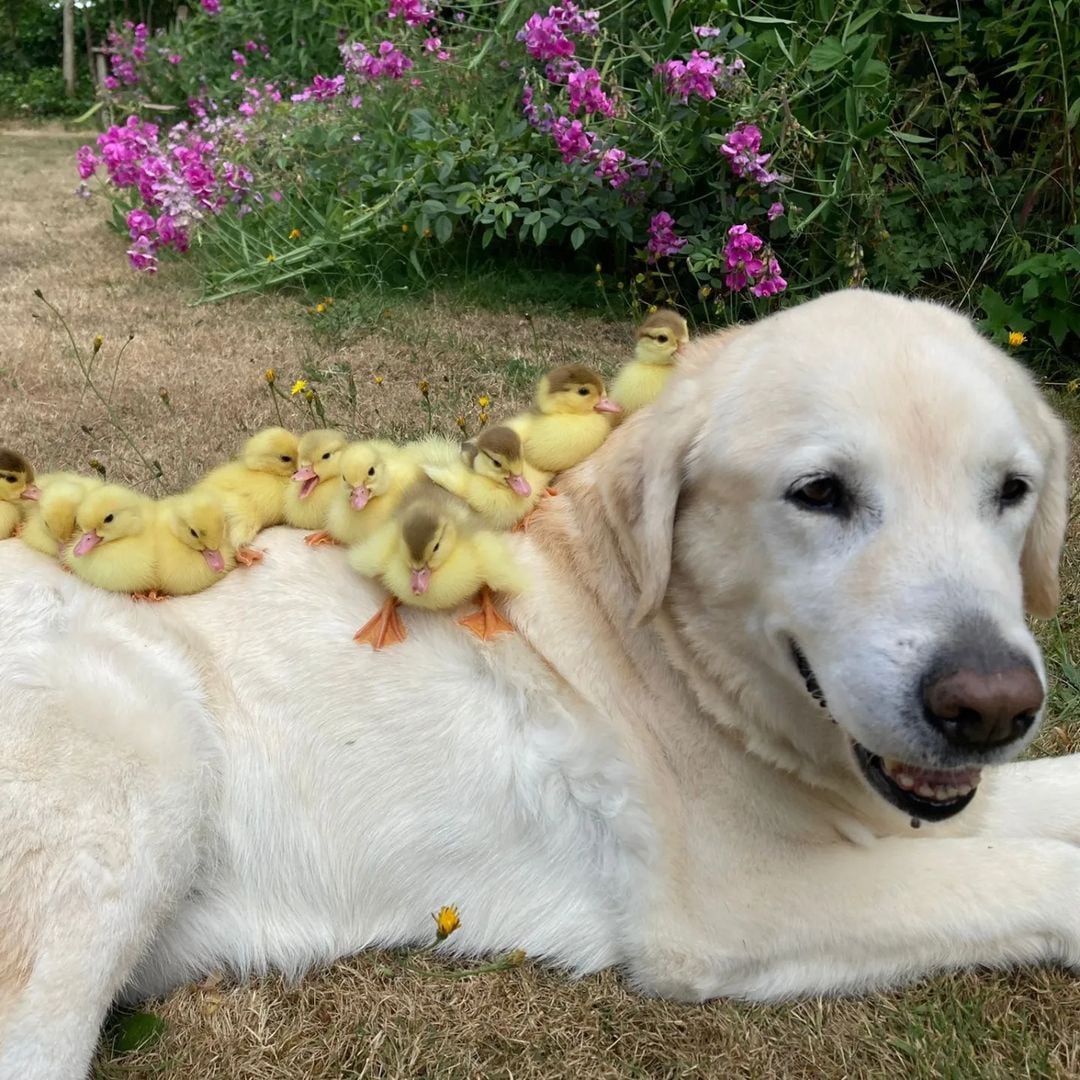 Los patitos duermen la siesta sobre su lomo. 