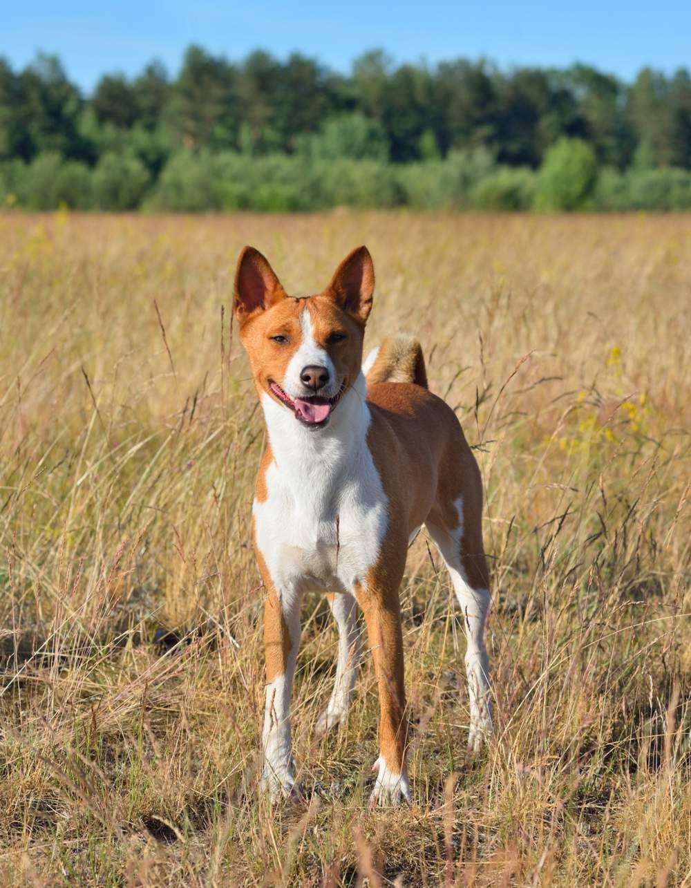 Basenji, la raza de perros más limpia