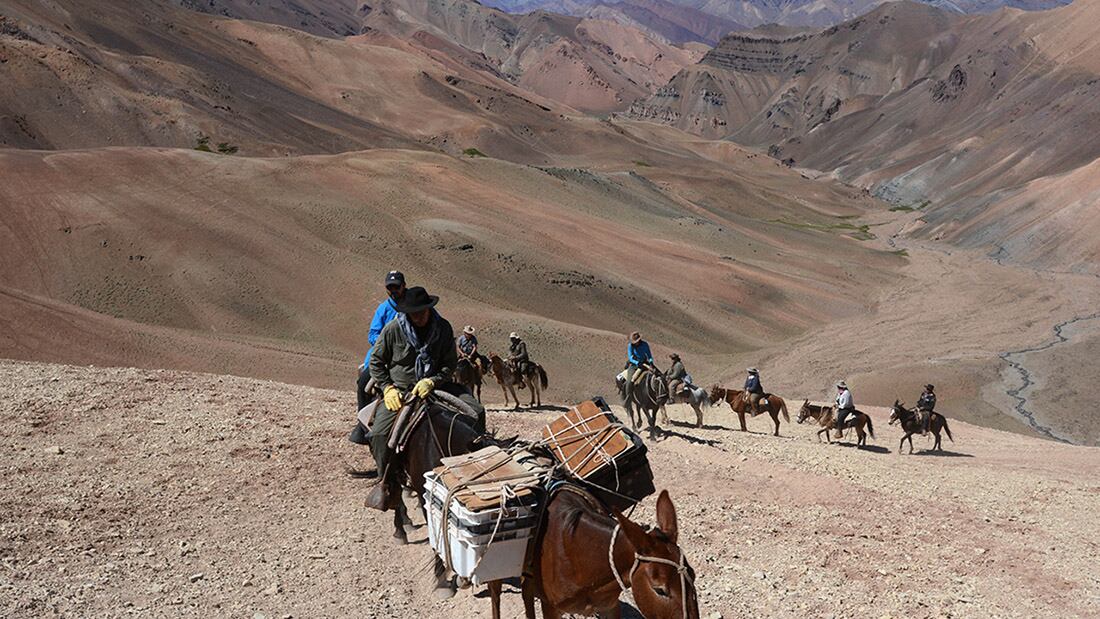 Piden una ley para “abolir el trabajo esclavo” de las mulas en el Aconcagua: ¿cuáles serían las alternativas? Foto: Archivo Los Andes