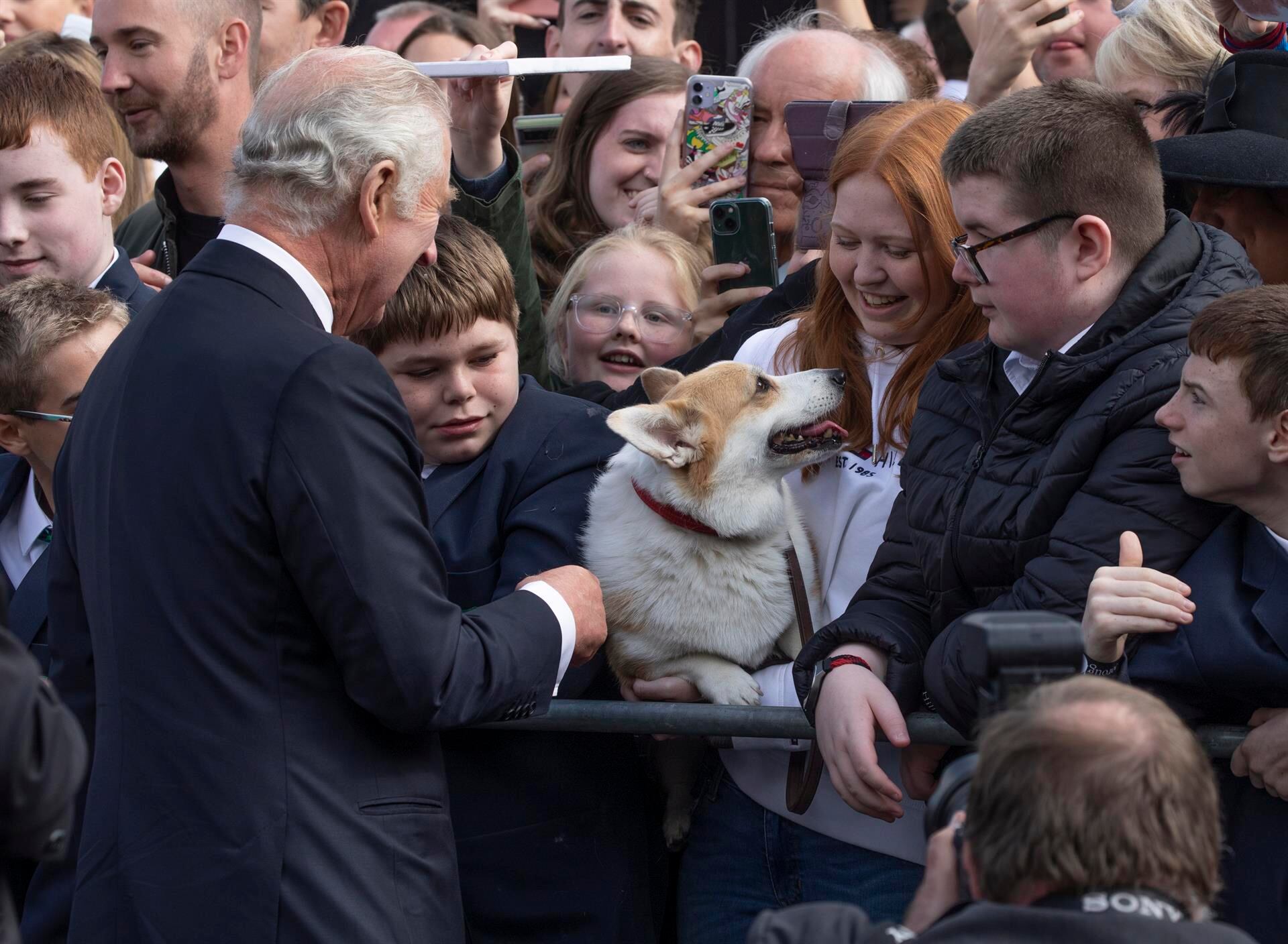 Corgis, los perros de la reina que son furor, casi ni se crían en Argentina y cuestan hasta 4.000 dólares. Foto: EFE